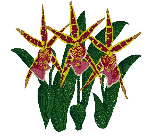 Miltassia Orchid